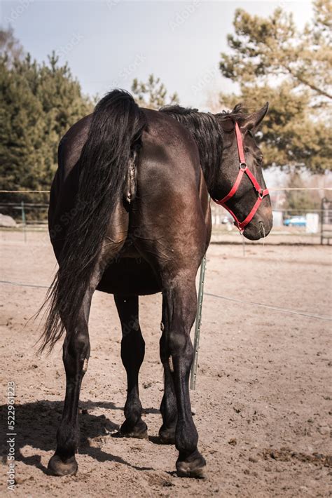 mature cur mare|2,000+ Free Cur Mare & Horse Images